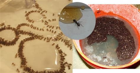 家裡出現大量螞蟻 白虎 除毛